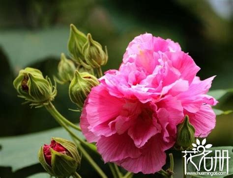 芙蓉種植方法